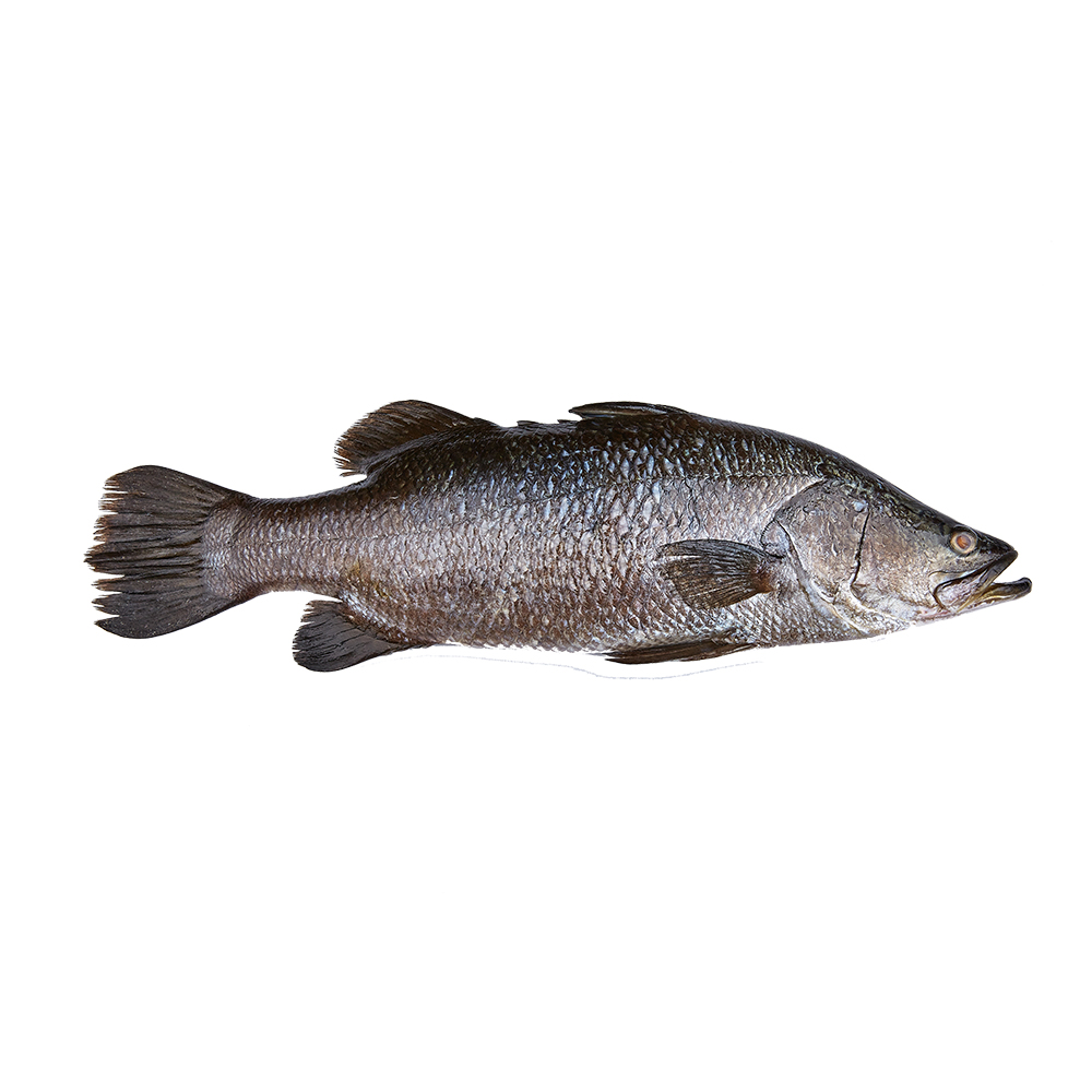 Asian Seabass Delmon Fish