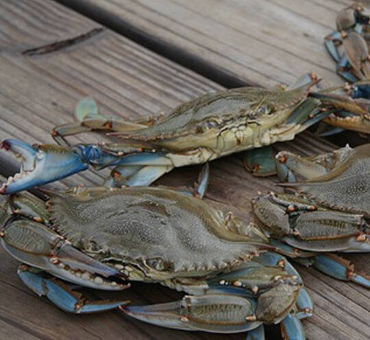Blue Swimming Crab