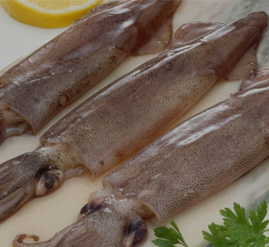 Cuttle Fish