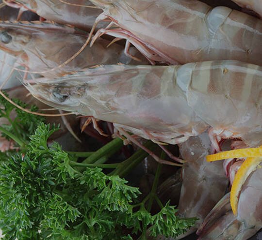 Flower Shrimp