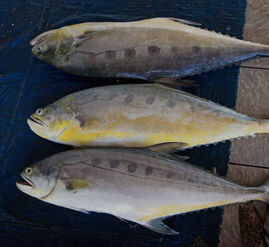 Queen Fish