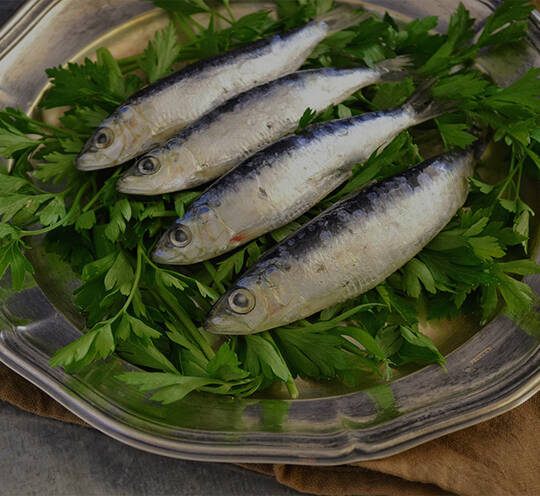 Sardine