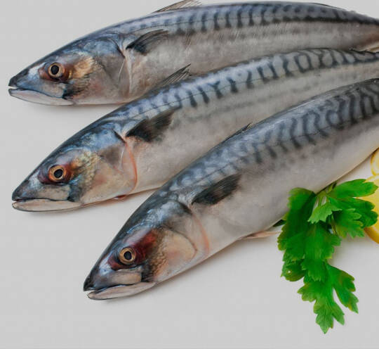 King Fish